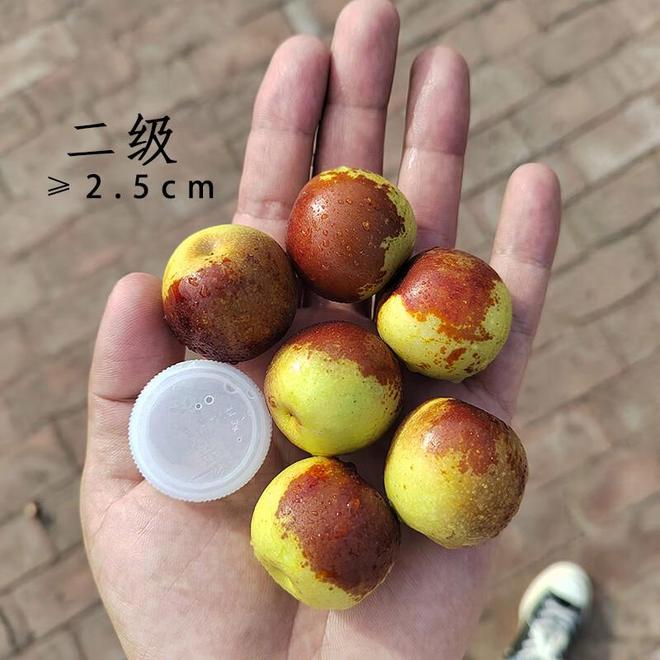 沧州黄骅冬枣：一口咬下的冰糖脆甜盛宴